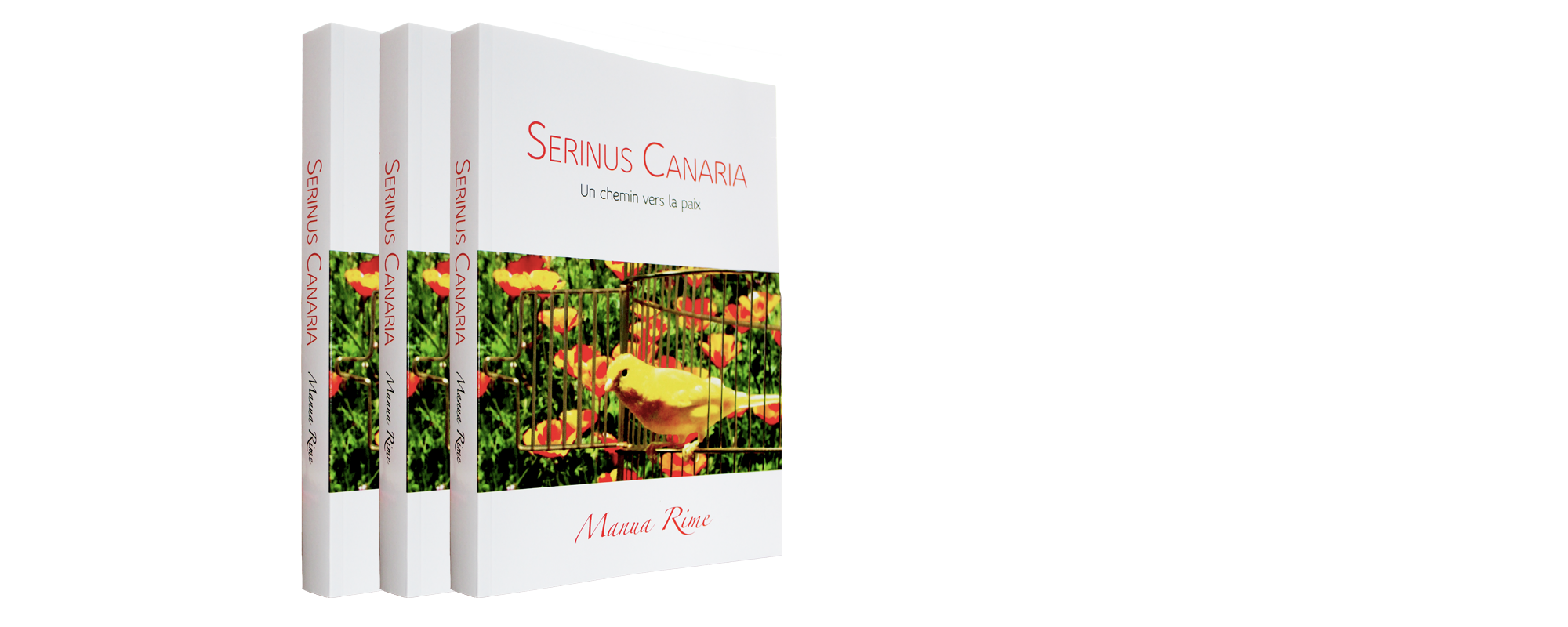 Serinus Canaria Livre